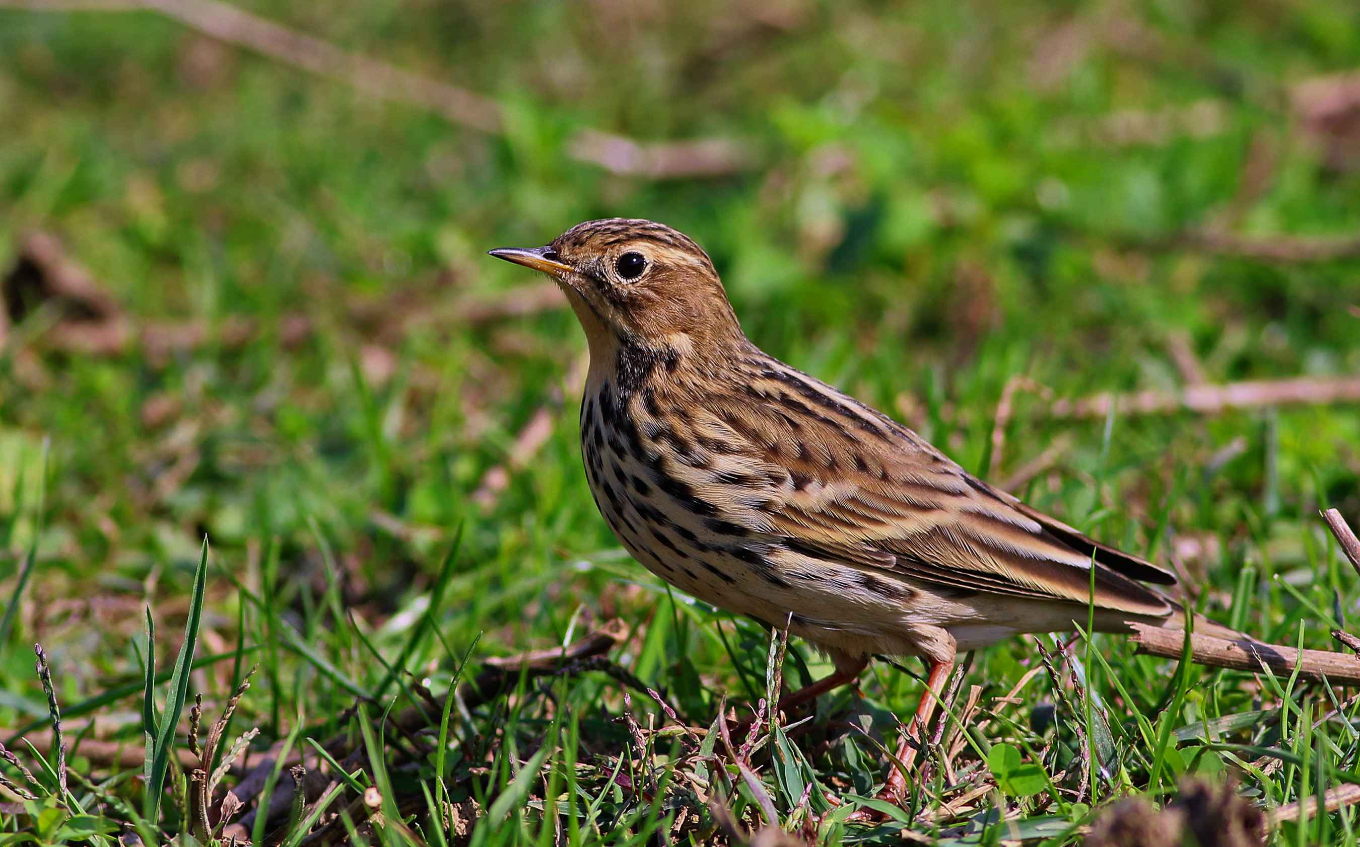Red-throated Pipit